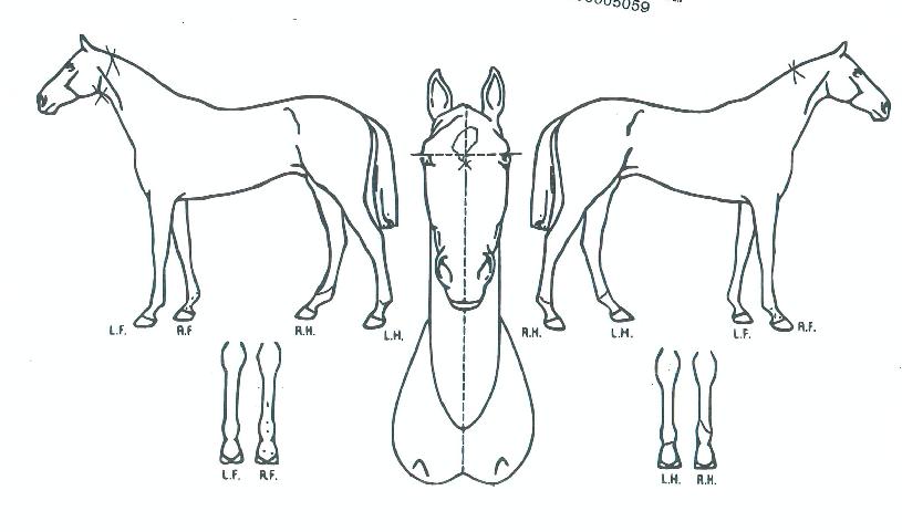 ¸®µù·¹À̼ÀÇ Ãø¸é,¿ì¸é,µÞ¸é,µÎ»ó,´Ù¸®ÀÇ Æ¯Â¡µµÇØ