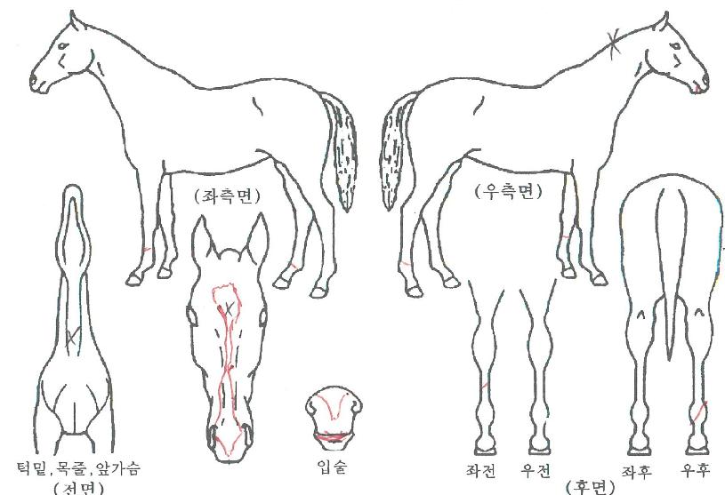 ·¹ÀúÅ·ÀÇ Ãø¸é,¿ì¸é,µÞ¸é,µÎ»ó,´Ù¸®ÀÇ Æ¯Â¡µµÇØ