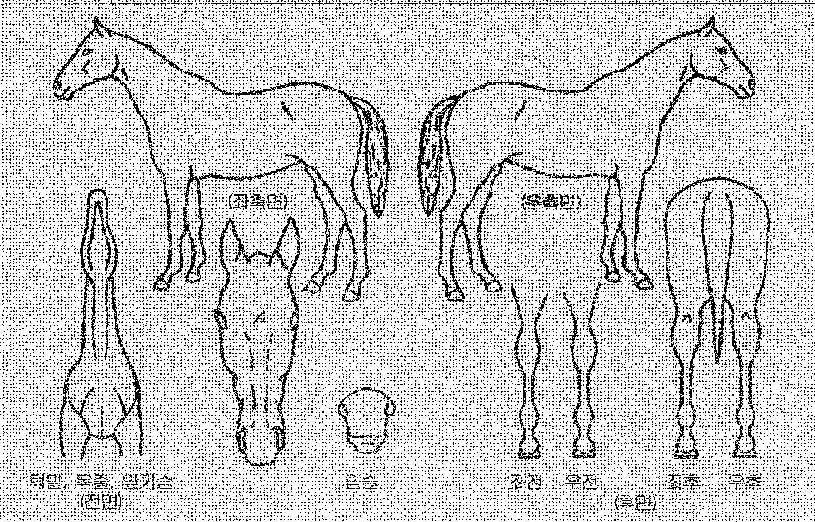 ÇØ³»ÁÖ¸¶ÀÇ Ãø¸é,¿ì¸é,µÞ¸é,µÎ»ó,´Ù¸®ÀÇ Æ¯Â¡µµÇØ