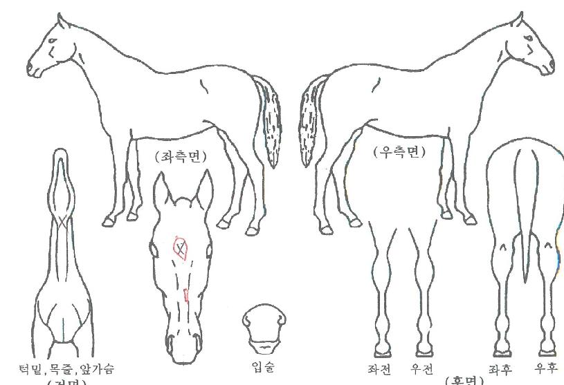 ´õºò¾¾ÀÚ¸¶ÀÇ Ãø¸é,¿ì¸é,µÞ¸é,µÎ»ó,´Ù¸®ÀÇ Æ¯Â¡µµÇØ