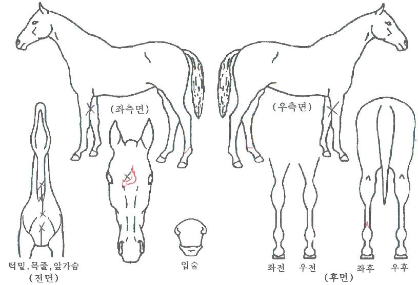 ÇѼ¾º¼Æ®ÀÇ Ãø¸é,¿ì¸é,µÞ¸é,µÎ»ó,´Ù¸®ÀÇ Æ¯Â¡µµÇØ