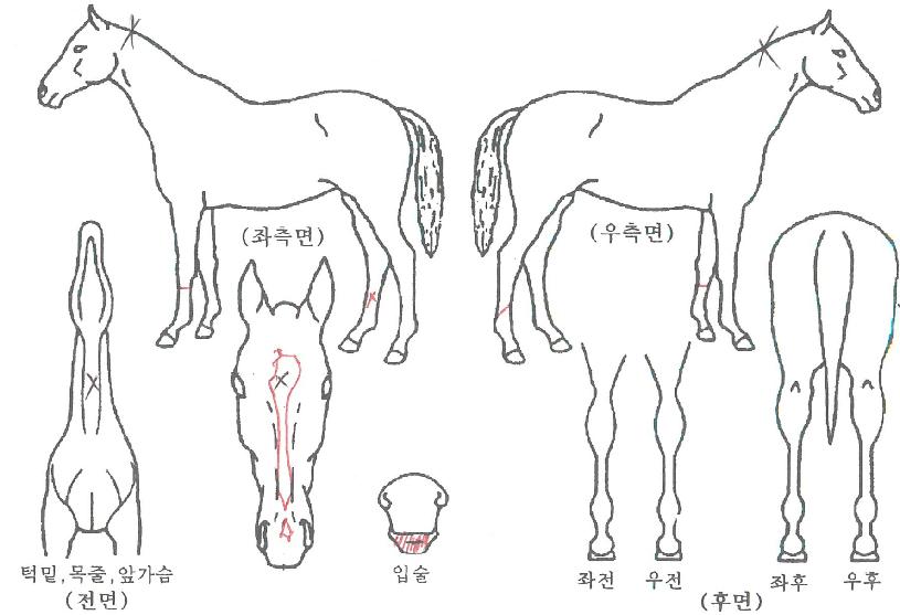 ÆÄÀÎÇÏÆ®ÀÇ Ãø¸é,¿ì¸é,µÞ¸é,µÎ»ó,´Ù¸®ÀÇ Æ¯Â¡µµÇØ