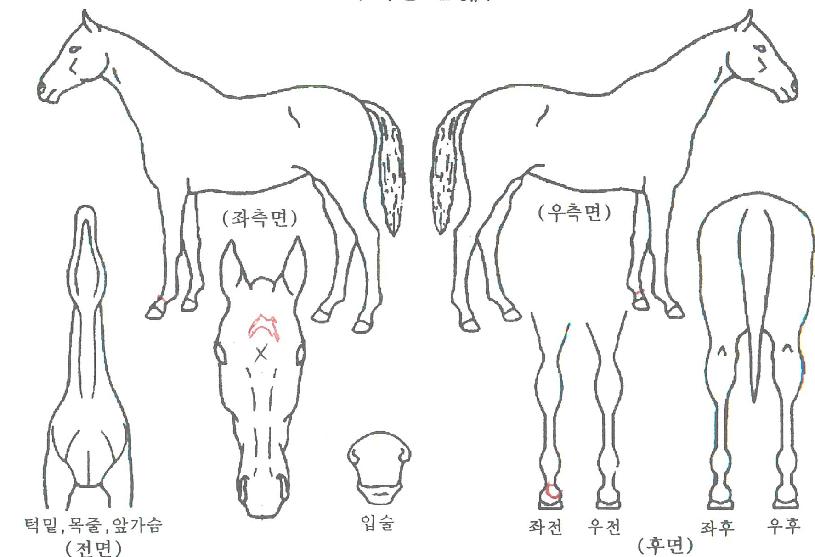 õÇÏÀÏ»öÀÇ Ãø¸é,¿ì¸é,µÞ¸é,µÎ»ó,´Ù¸®ÀÇ Æ¯Â¡µµÇØ