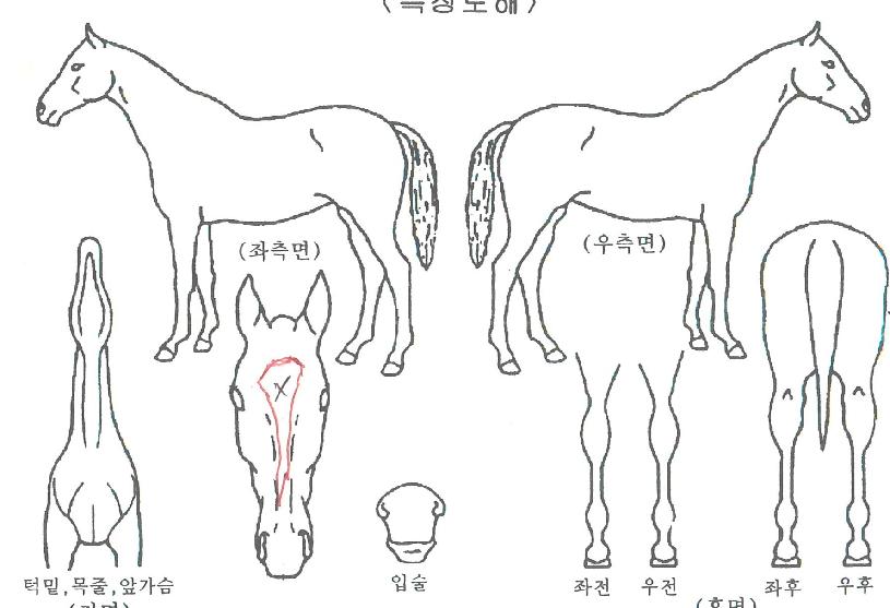 ÇÇÄÉÀÌŸÀÓÀÇ Ãø¸é,¿ì¸é,µÞ¸é,µÎ»ó,´Ù¸®ÀÇ Æ¯Â¡µµÇØ