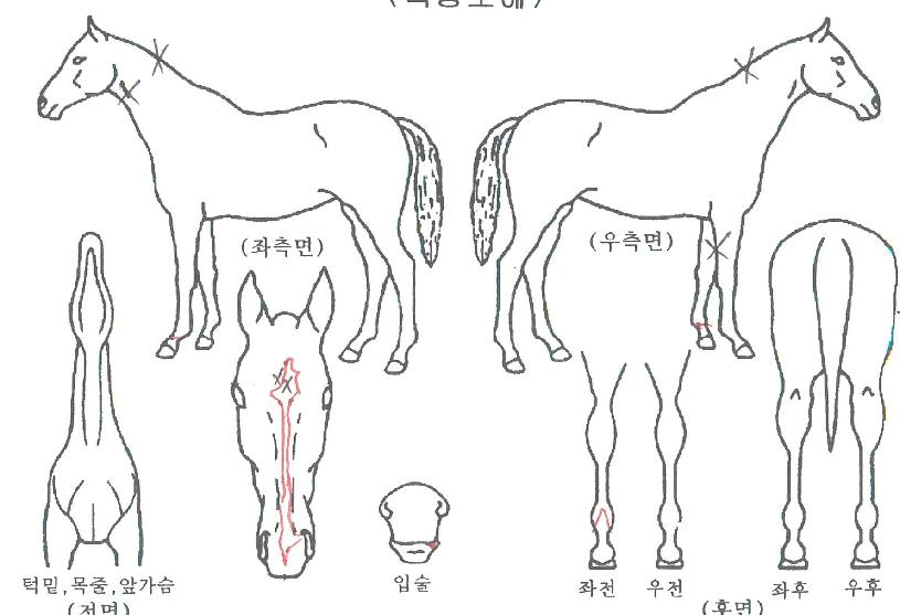 ÇÁ¸°½º¿Àºê¼±ÀÇ Ãø¸é,¿ì¸é,µÞ¸é,µÎ»ó,´Ù¸®ÀÇ Æ¯Â¡µµÇØ