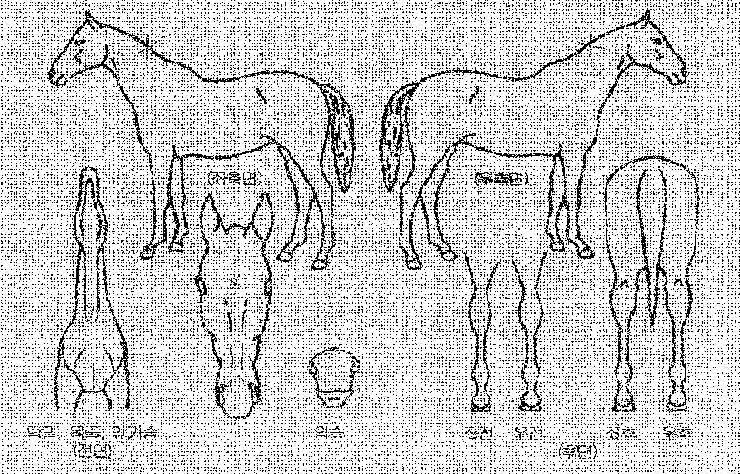 ¹éµÎ¹éÈ£ÀÇ Ãø¸é,¿ì¸é,µÞ¸é,µÎ»ó,´Ù¸®ÀÇ Æ¯Â¡µµÇØ