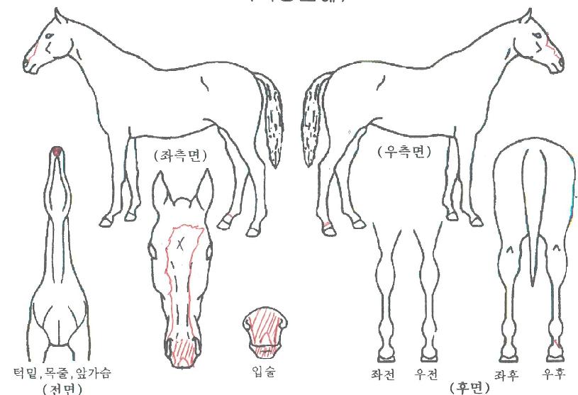 Äü¹«ºêÀÇ Ãø¸é,¿ì¸é,µÞ¸é,µÎ»ó,´Ù¸®ÀÇ Æ¯Â¡µµÇØ