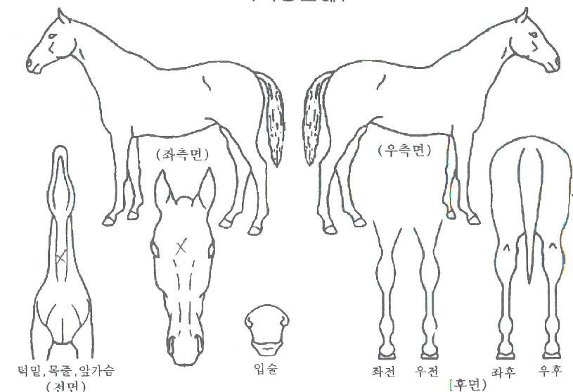 ÇÏÀÌÆÐ¼ÇºÎÃ÷ÀÚ¸¶ÀÇ Ãø¸é,¿ì¸é,µÞ¸é,µÎ»ó,´Ù¸®ÀÇ Æ¯Â¡µµÇØ