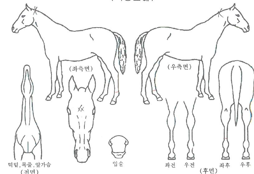 ¿ø´õǮèÇǾðÀÇ Ãø¸é,¿ì¸é,µÞ¸é,µÎ»ó,´Ù¸®ÀÇ Æ¯Â¡µµÇØ