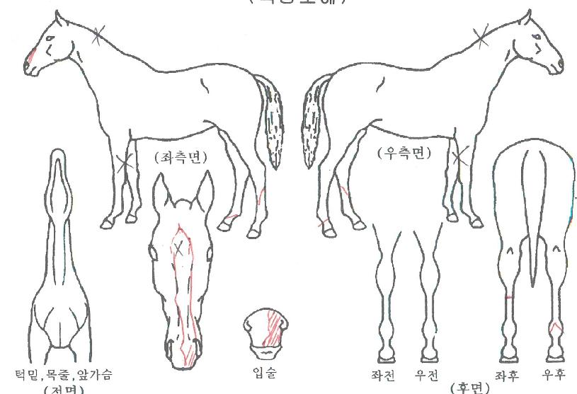 Ä«¿¤·ç½ºÀÇ Ãø¸é,¿ì¸é,µÞ¸é,µÎ»ó,´Ù¸®ÀÇ Æ¯Â¡µµÇØ