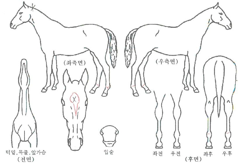 ¿µÈñ½Ã´ëÀÇ Ãø¸é,¿ì¸é,µÞ¸é,µÎ»ó,´Ù¸®ÀÇ Æ¯Â¡µµÇØ