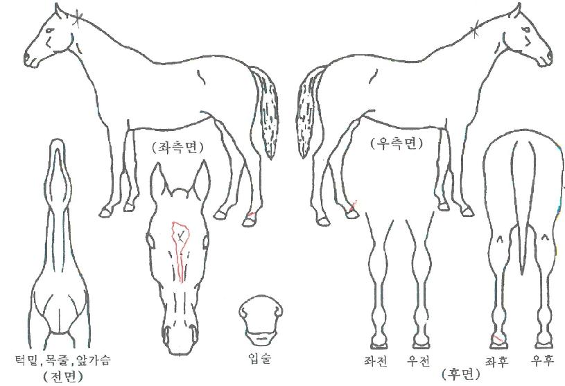 ¾Æµ¨ÀDzÞÀÇ Ãø¸é,¿ì¸é,µÞ¸é,µÎ»ó,´Ù¸®ÀÇ Æ¯Â¡µµÇØ