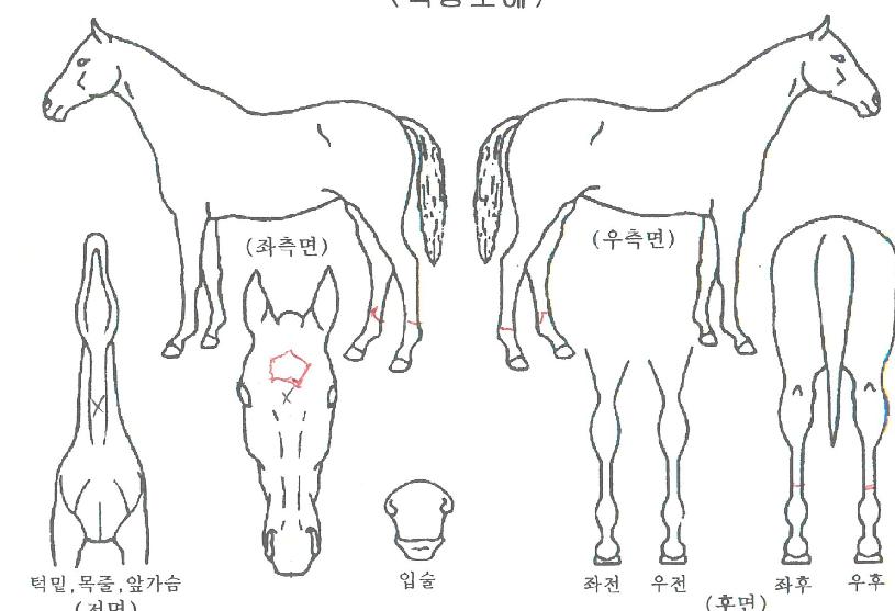 ½ºÆ®·Õ·¯³ÊÀÇ Ãø¸é,¿ì¸é,µÞ¸é,µÎ»ó,´Ù¸®ÀÇ Æ¯Â¡µµÇØ