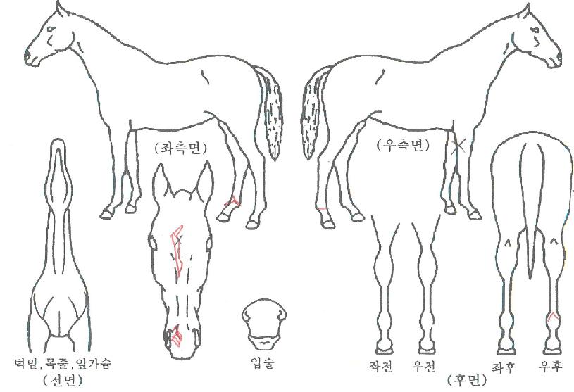 °ñµç·ÎµåÀÇ Ãø¸é,¿ì¸é,µÞ¸é,µÎ»ó,´Ù¸®ÀÇ Æ¯Â¡µµÇØ