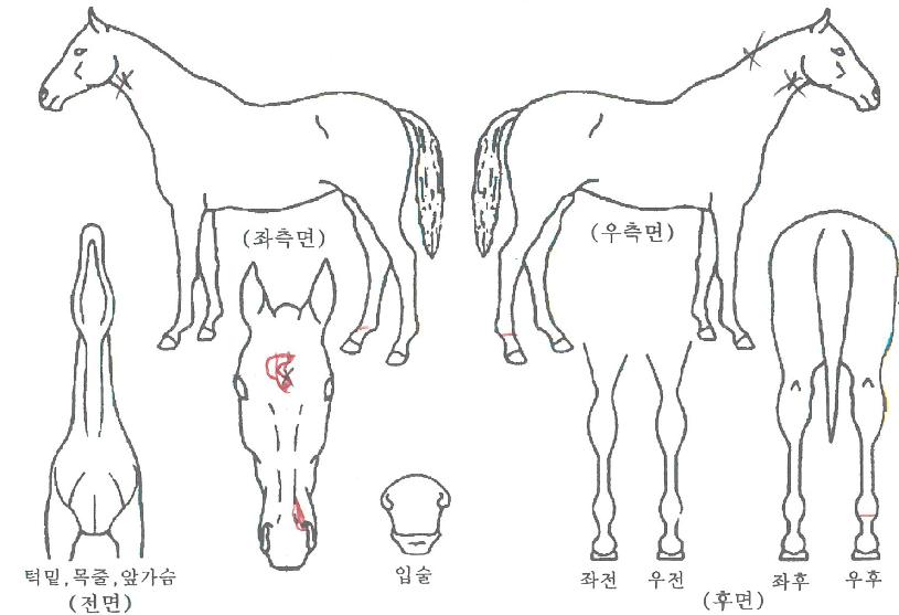 »õ·Î¿îÁúÁÖÀÇ Ãø¸é,¿ì¸é,µÞ¸é,µÎ»ó,´Ù¸®ÀÇ Æ¯Â¡µµÇØ