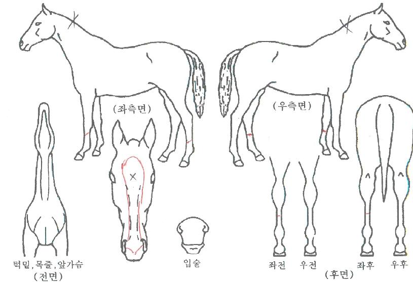 Äý¿ÀºêĸƾÀÇ Ãø¸é,¿ì¸é,µÞ¸é,µÎ»ó,´Ù¸®ÀÇ Æ¯Â¡µµÇØ