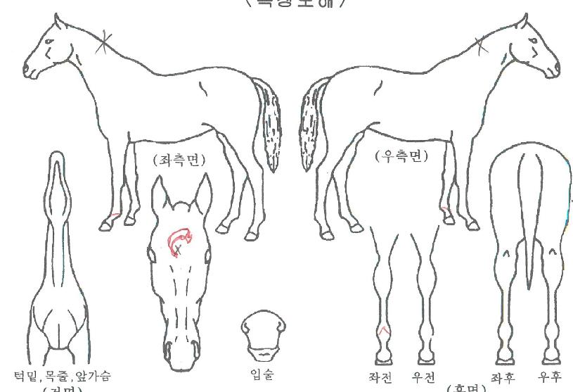 ÇÑÀÏ´ÞºûÀÇ Ãø¸é,¿ì¸é,µÞ¸é,µÎ»ó,´Ù¸®ÀÇ Æ¯Â¡µµÇØ