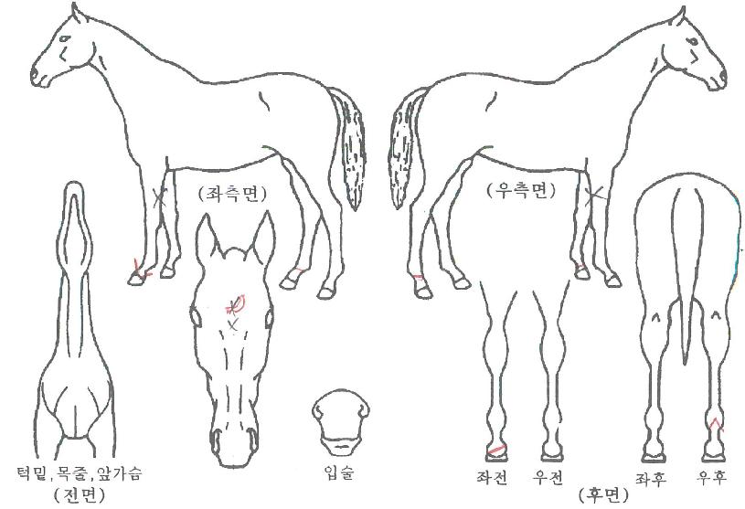 ¹éµÎÁ¤±âÀÇ Ãø¸é,¿ì¸é,µÞ¸é,µÎ»ó,´Ù¸®ÀÇ Æ¯Â¡µµÇØ