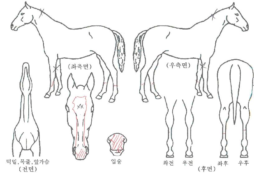 ½ºÆä¼È¶óÀÌÆ®ÀÇ Ãø¸é,¿ì¸é,µÞ¸é,µÎ»ó,´Ù¸®ÀÇ Æ¯Â¡µµÇØ