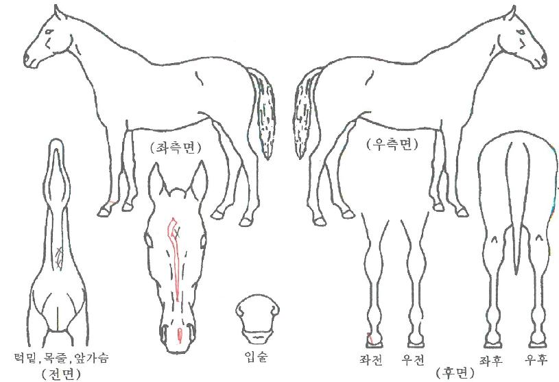 »ó½ÂÆÄ¿öÀÇ Ãø¸é,¿ì¸é,µÞ¸é,µÎ»ó,´Ù¸®ÀÇ Æ¯Â¡µµÇØ