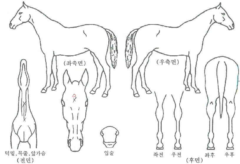 ¸ðµÎ¿¡°ÔÀÇ Ãø¸é,¿ì¸é,µÞ¸é,µÎ»ó,´Ù¸®ÀÇ Æ¯Â¡µµÇØ