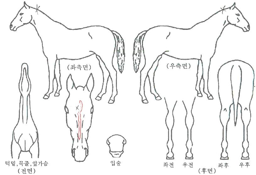 ½ºÅ×ÀÌÇýºÀÇ Ãø¸é,¿ì¸é,µÞ¸é,µÎ»ó,´Ù¸®ÀÇ Æ¯Â¡µµÇØ