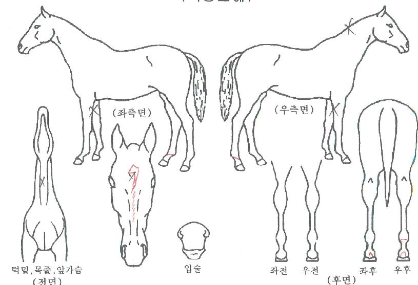 ¹Ì½ºÅÍÄÚ¸®¾ÆÀÇ Ãø¸é,¿ì¸é,µÞ¸é,µÎ»ó,´Ù¸®ÀÇ Æ¯Â¡µµÇØ