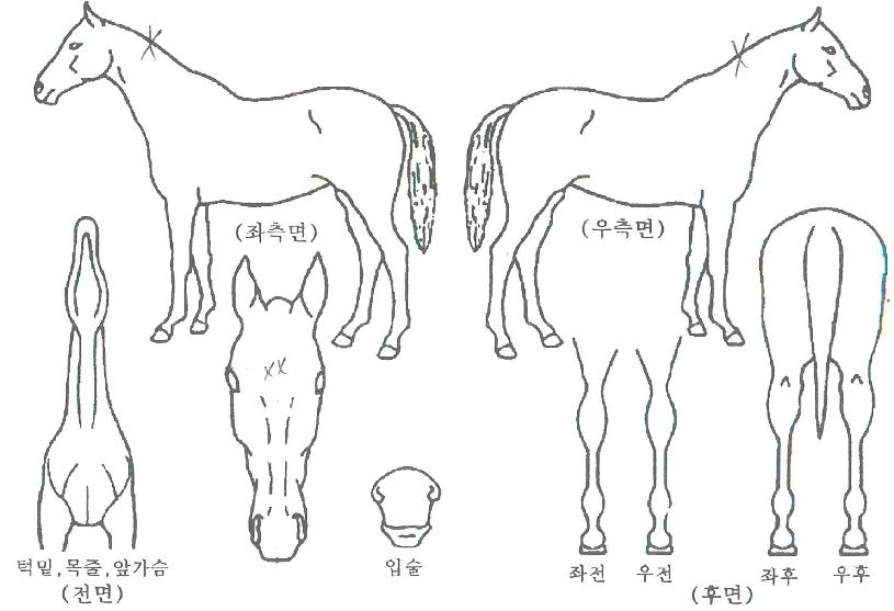 ¹é³â´ë·ÎÀÇ Ãø¸é,¿ì¸é,µÞ¸é,µÎ»ó,´Ù¸®ÀÇ Æ¯Â¡µµÇØ