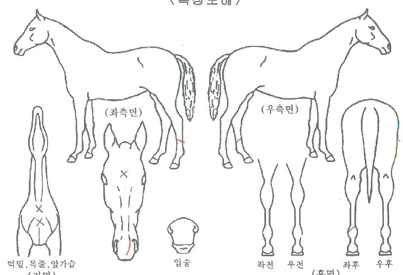 ºÎ°æ´íµðÀÇ Ãø¸é,¿ì¸é,µÞ¸é,µÎ»ó,´Ù¸®ÀÇ Æ¯Â¡µµÇØ