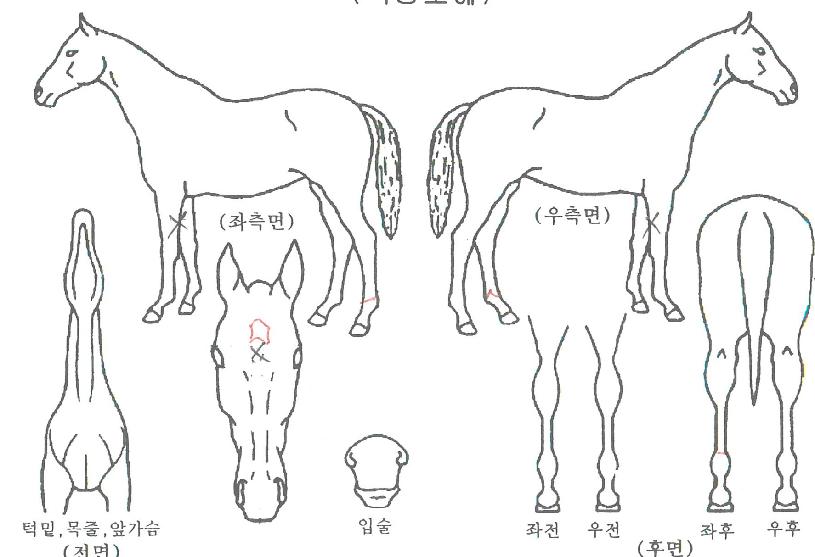 ¶ó¿Â°È£ÀÇ Ãø¸é,¿ì¸é,µÞ¸é,µÎ»ó,´Ù¸®ÀÇ Æ¯Â¡µµÇØ