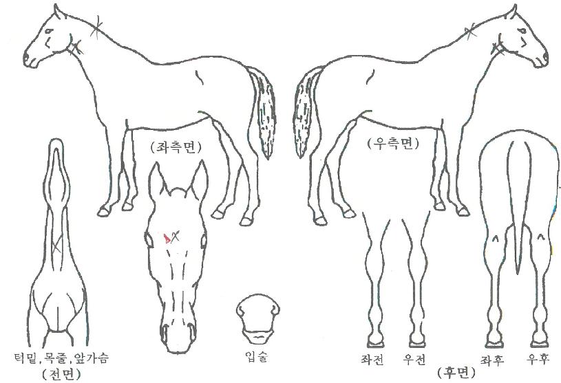 ÇѱæÀÇ Ãø¸é,¿ì¸é,µÞ¸é,µÎ»ó,´Ù¸®ÀÇ Æ¯Â¡µµÇØ