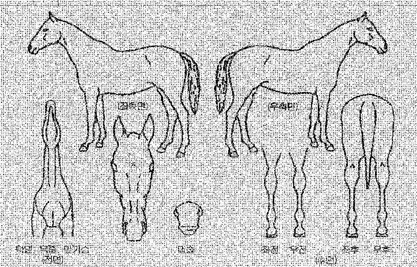 »÷µðÀÇ Ãø¸é,¿ì¸é,µÞ¸é,µÎ»ó,´Ù¸®ÀÇ Æ¯Â¡µµÇØ