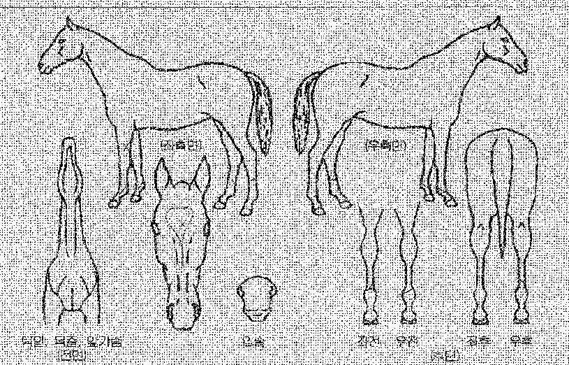 ÀͽºÇÁ·¹½ÃºêÀÇ Ãø¸é,¿ì¸é,µÞ¸é,µÎ»ó,´Ù¸®ÀÇ Æ¯Â¡µµÇØ