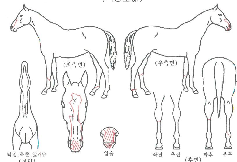 Ä¥Á¾Ä¥±ÝÀÇ Ãø¸é,¿ì¸é,µÞ¸é,µÎ»ó,´Ù¸®ÀÇ Æ¯Â¡µµÇØ