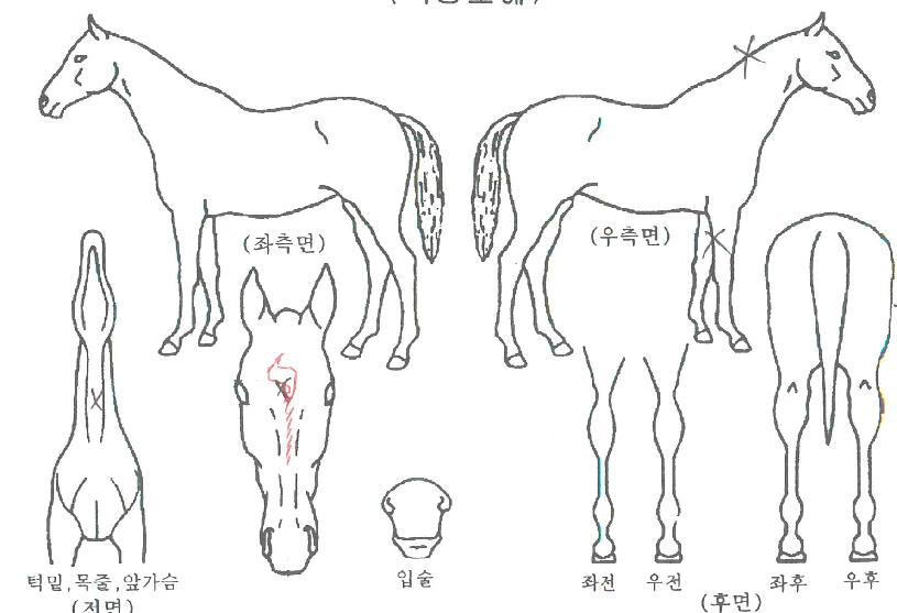 ÇýÀ³ÀÇ Ãø¸é,¿ì¸é,µÞ¸é,µÎ»ó,´Ù¸®ÀÇ Æ¯Â¡µµÇØ