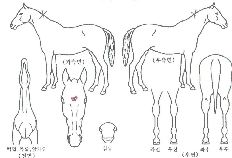 Á¤µ¿µ¶ÁÖÀÇ Ãø¸é,¿ì¸é,µÞ¸é,µÎ»ó,´Ù¸®ÀÇ Æ¯Â¡µµÇØ