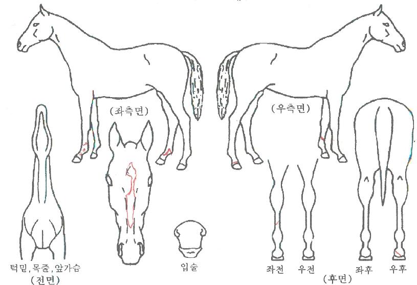 ½ÃÅ©¸´¸Þ¸ð¸®ÀÇ Ãø¸é,¿ì¸é,µÞ¸é,µÎ»ó,´Ù¸®ÀÇ Æ¯Â¡µµÇØ