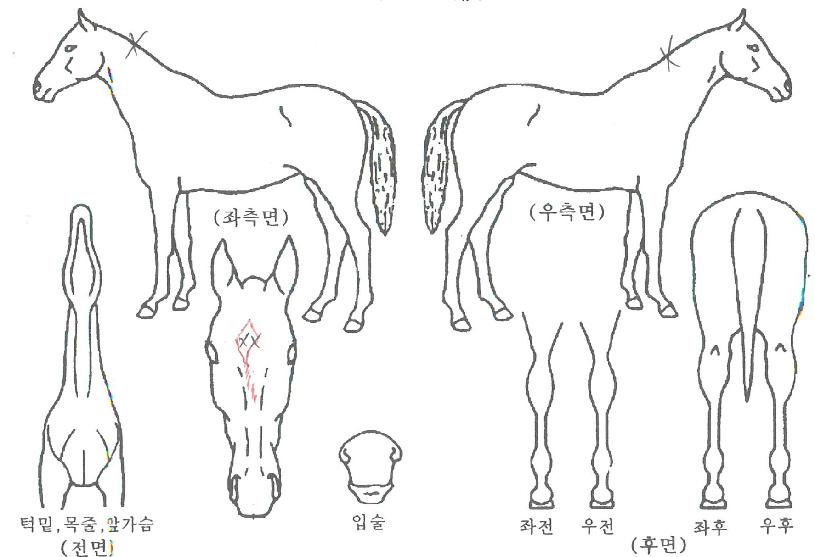 ÁöÁöÁî¸ÅÁ÷ÀÚ¸¶ÀÇ Ãø¸é,¿ì¸é,µÞ¸é,µÎ»ó,´Ù¸®ÀÇ Æ¯Â¡µµÇØ