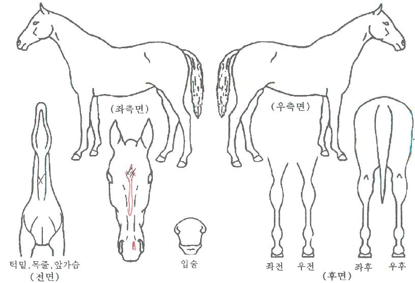 ºñÄ«½ºÄíÇÁÀÇ Ãø¸é,¿ì¸é,µÞ¸é,µÎ»ó,´Ù¸®ÀÇ Æ¯Â¡µµÇØ
