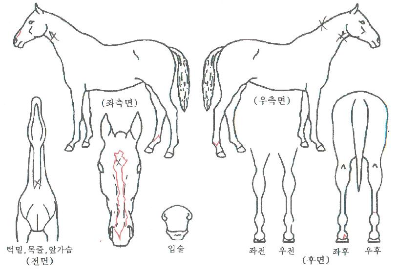 ¸Åµå¸ðÀ̶óÀÌÀÇ Ãø¸é,¿ì¸é,µÞ¸é,µÎ»ó,´Ù¸®ÀÇ Æ¯Â¡µµÇØ