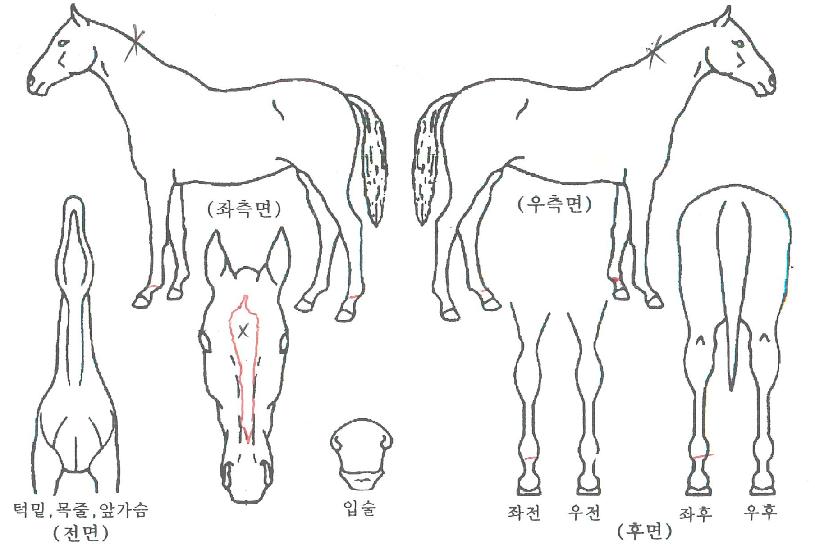 ½ÅÀǸí·ÉÀÇ Ãø¸é,¿ì¸é,µÞ¸é,µÎ»ó,´Ù¸®ÀÇ Æ¯Â¡µµÇØ