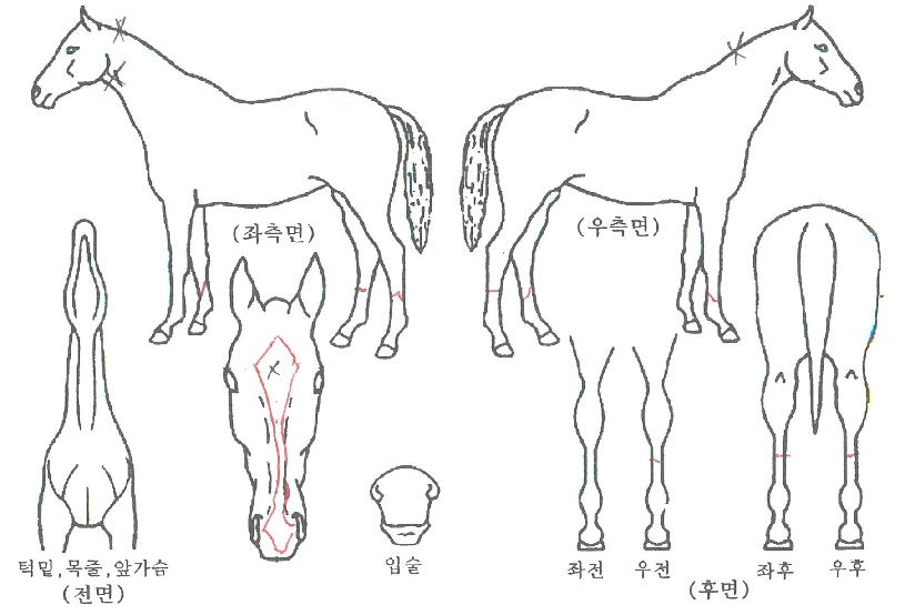 ½ºÅ¸¿ì¸ÕÀÇ Ãø¸é,¿ì¸é,µÞ¸é,µÎ»ó,´Ù¸®ÀÇ Æ¯Â¡µµÇØ