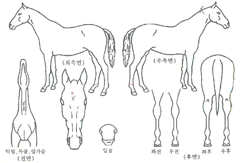 ¼öÁ¦ºñÀÇ Ãø¸é,¿ì¸é,µÞ¸é,µÎ»ó,´Ù¸®ÀÇ Æ¯Â¡µµÇØ