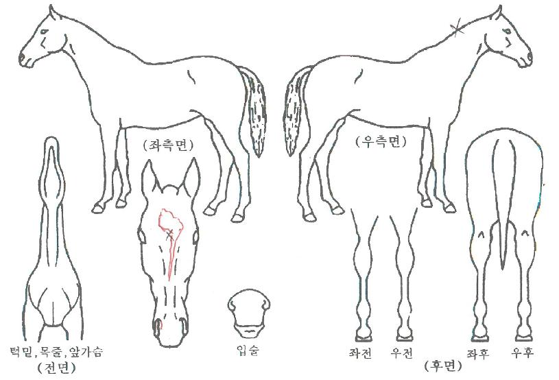 ÄýÀӯ䏮¾óÀÇ Ãø¸é,¿ì¸é,µÞ¸é,µÎ»ó,´Ù¸®ÀÇ Æ¯Â¡µµÇØ