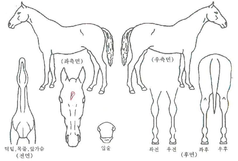 ½ºÅ¸·êÁîÀÇ Ãø¸é,¿ì¸é,µÞ¸é,µÎ»ó,´Ù¸®ÀÇ Æ¯Â¡µµÇØ