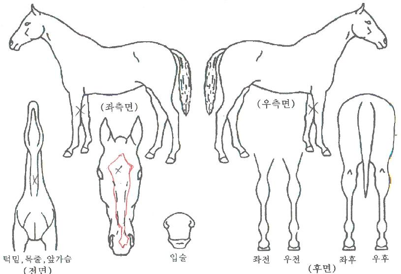 ¾î¸ÞÀÌ¡¸ÇÀÇ Ãø¸é,¿ì¸é,µÞ¸é,µÎ»ó,´Ù¸®ÀÇ Æ¯Â¡µµÇØ