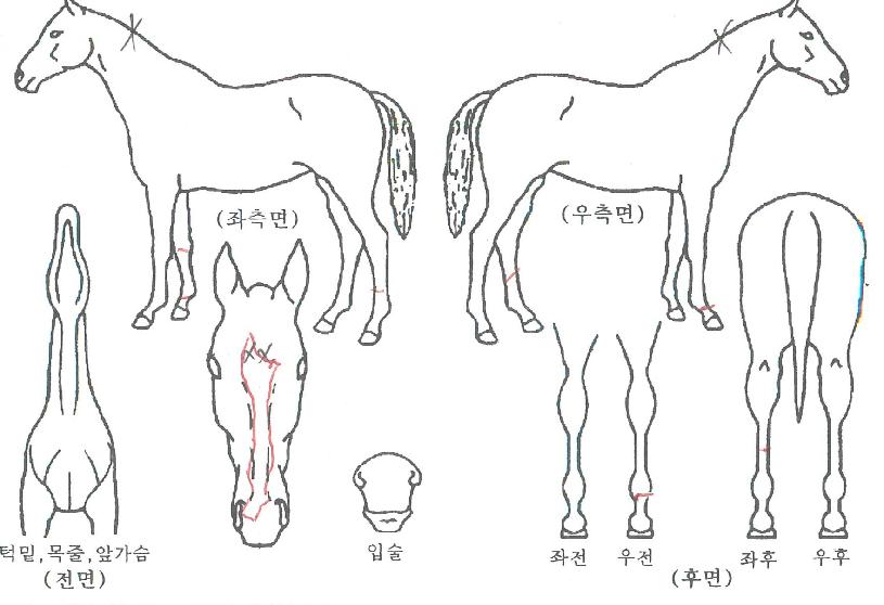 ¸·°Ç÷¯½ºÀÇ Ãø¸é,¿ì¸é,µÞ¸é,µÎ»ó,´Ù¸®ÀÇ Æ¯Â¡µµÇØ