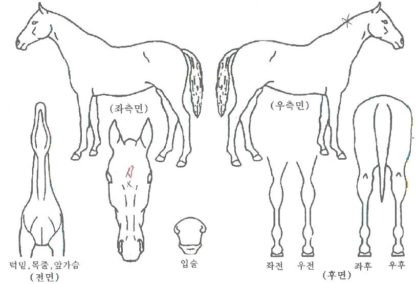 ´õÆÄÀ̳ÎÀÇ Ãø¸é,¿ì¸é,µÞ¸é,µÎ»ó,´Ù¸®ÀÇ Æ¯Â¡µµÇØ