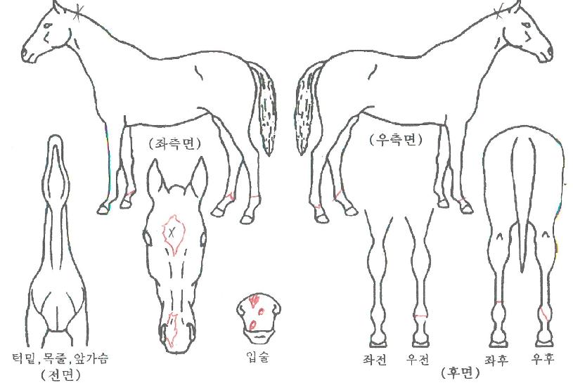 õÇϰ¨µ¿ÀÇ Ãø¸é,¿ì¸é,µÞ¸é,µÎ»ó,´Ù¸®ÀÇ Æ¯Â¡µµÇØ