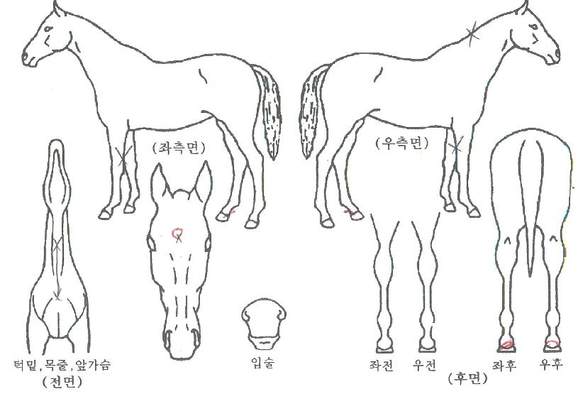 ±âµ¿´ëÀåÀÇ Ãø¸é,¿ì¸é,µÞ¸é,µÎ»ó,´Ù¸®ÀÇ Æ¯Â¡µµÇØ